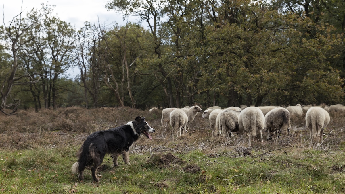 Erreur de fait - Chien de troupeau 
